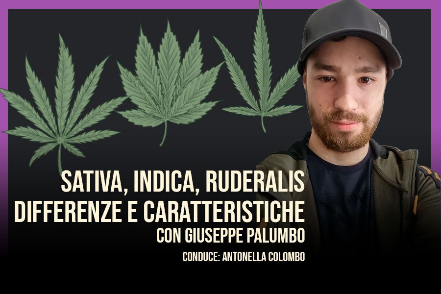 Differenze e caratteristiche delle variata della cannabis