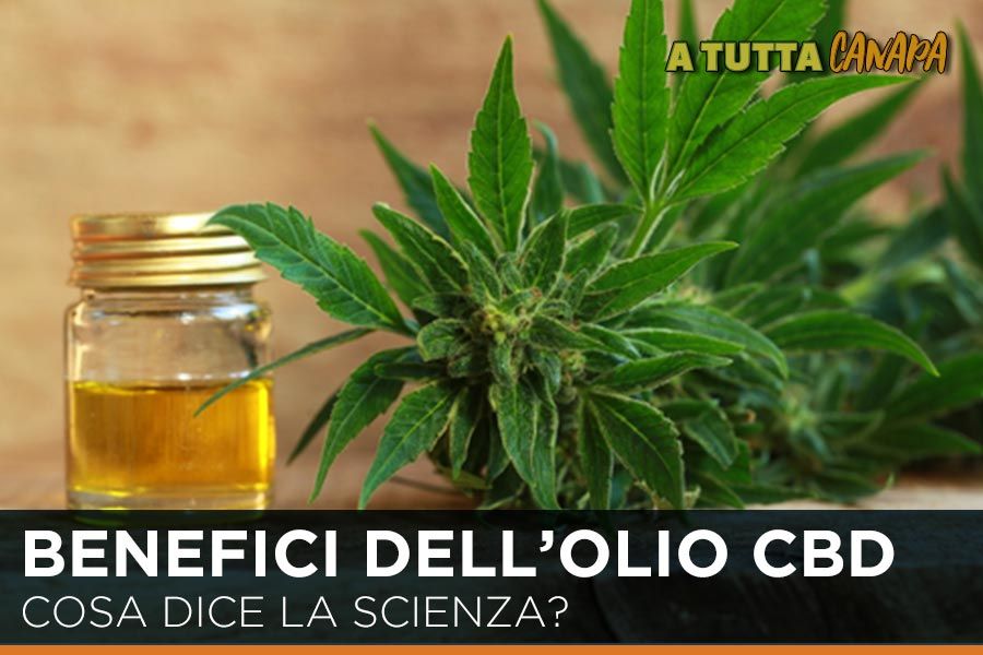 Benefici-dell’olio-di-Cannabis-cosa-dice-la-scienza