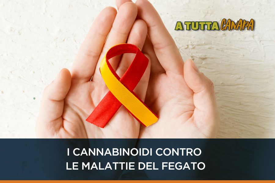 cannabinoidi-contro-le-malattie-del-fegato