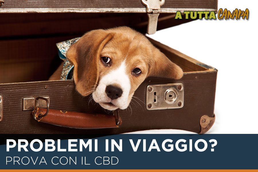 cbd-per-gli-animali-con-problemi-in-viaggio
