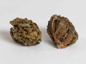 Inflorescenza_Lemon