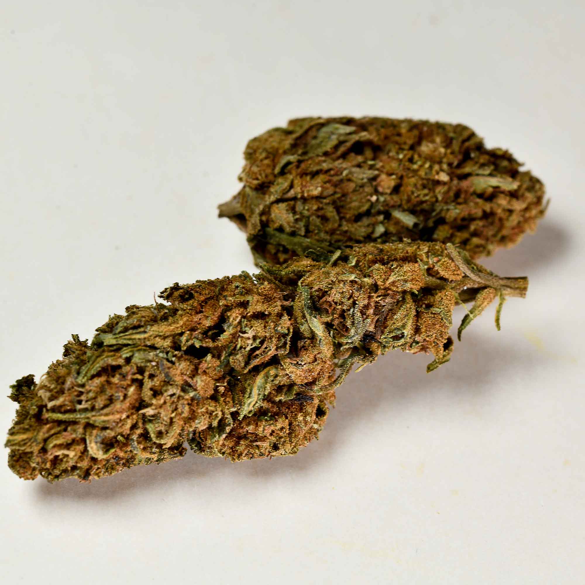 infiorescenza-legale-bz1-a-tutta-canapa infiorescenza-legale-bz1-a-tutta-canapa