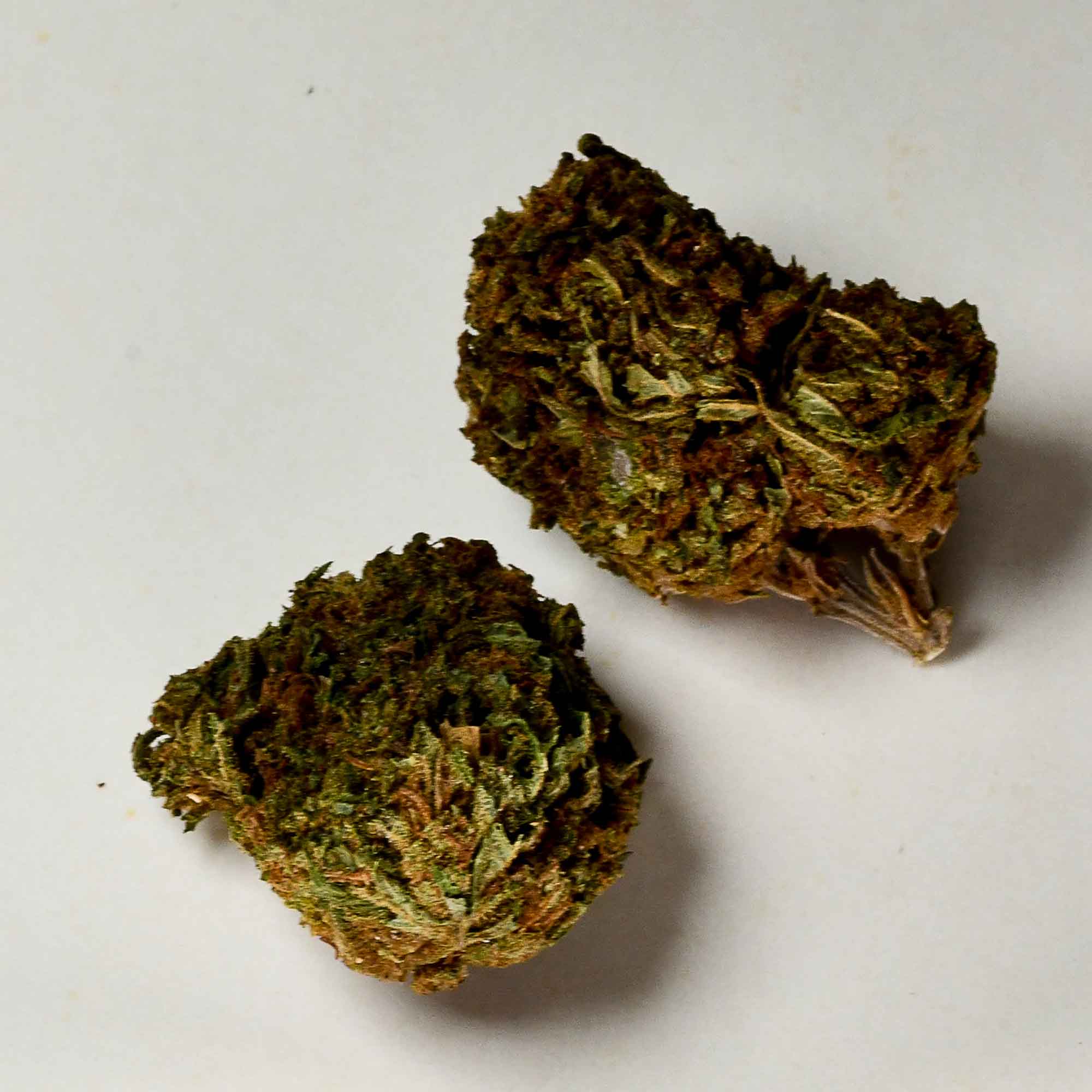 infiorescenza-legale-harlequin-a-tutta-canapa