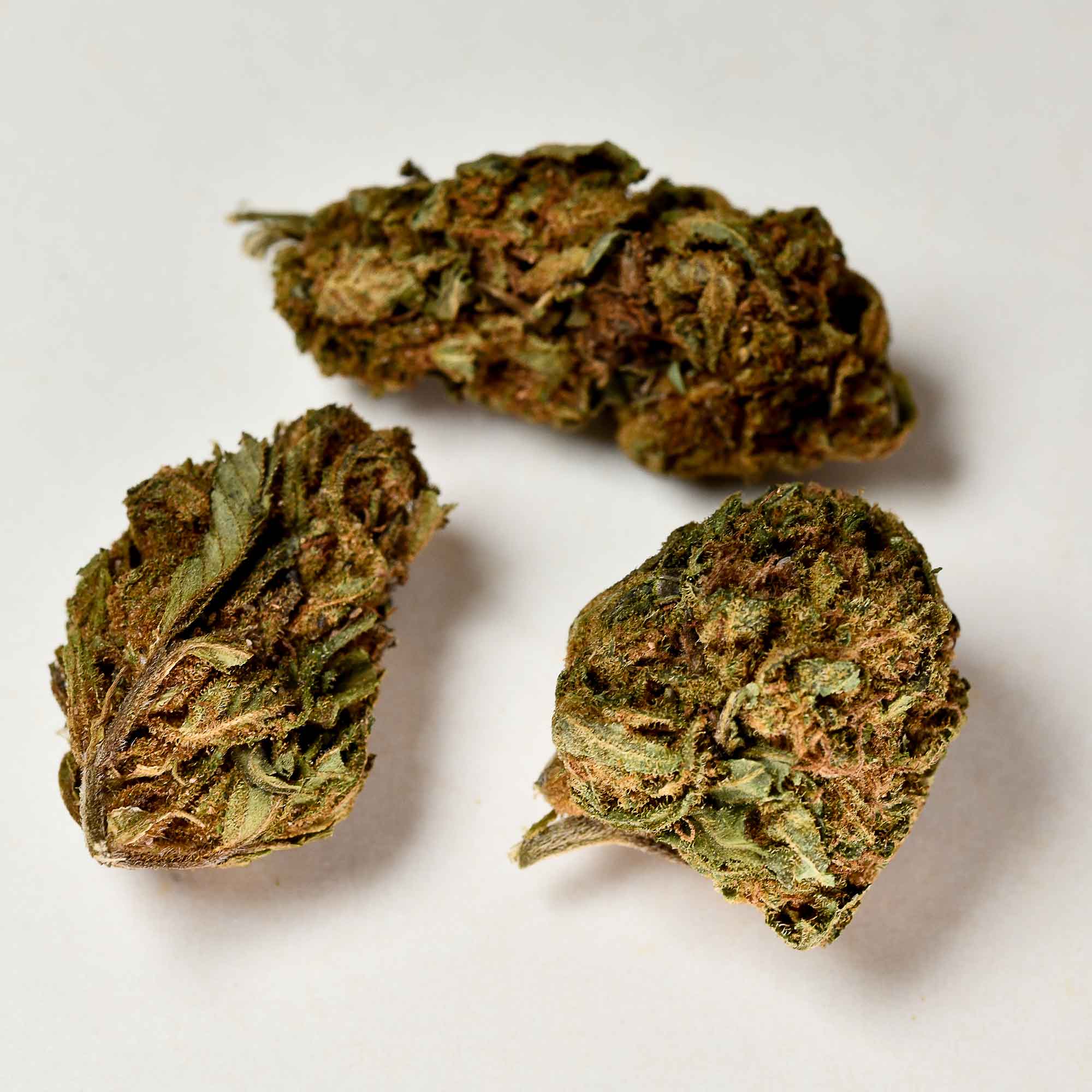 infiorescenza-legale-coockies-a-tutta-canapa