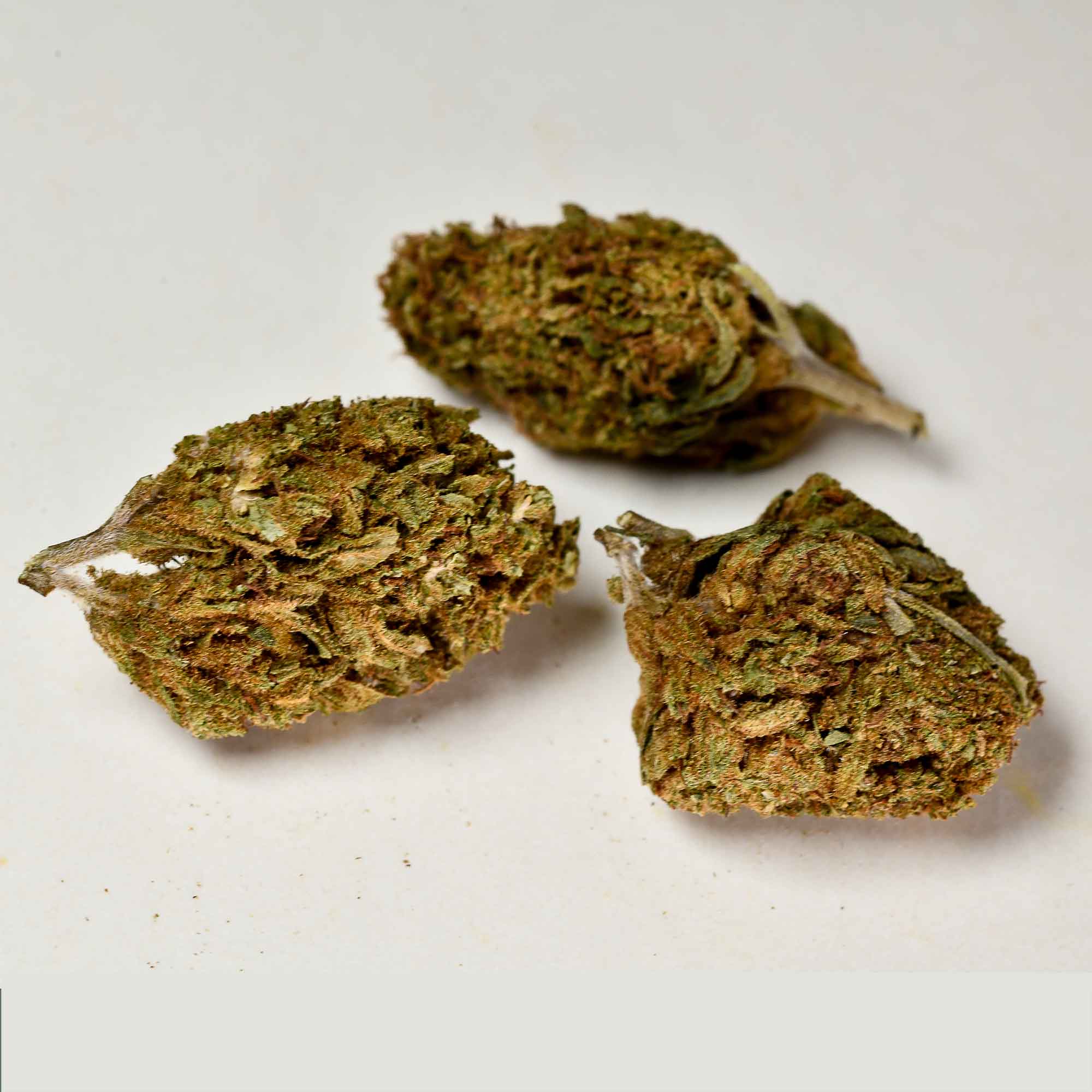 infiorescenza-legale-limoncello-a-tutta-canapa