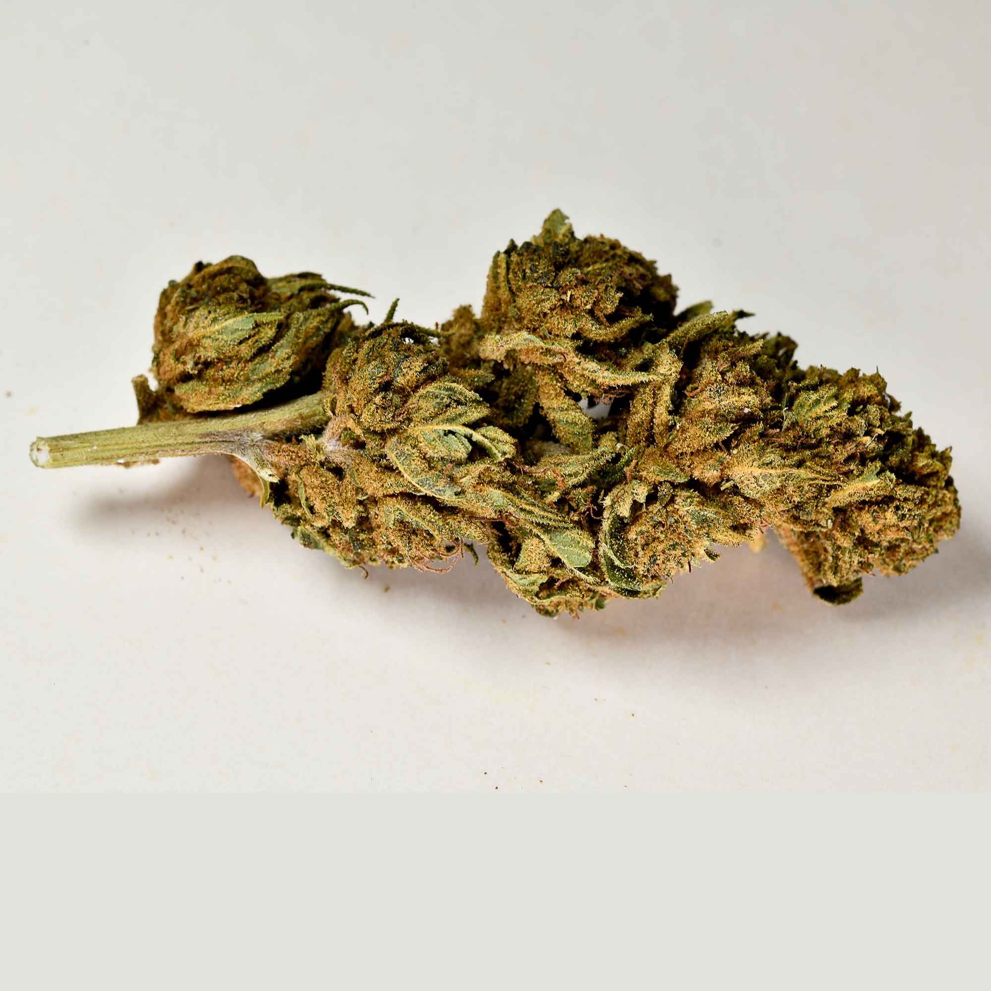 infiorescenza-legale-purple-puch-a-tutta-canapa