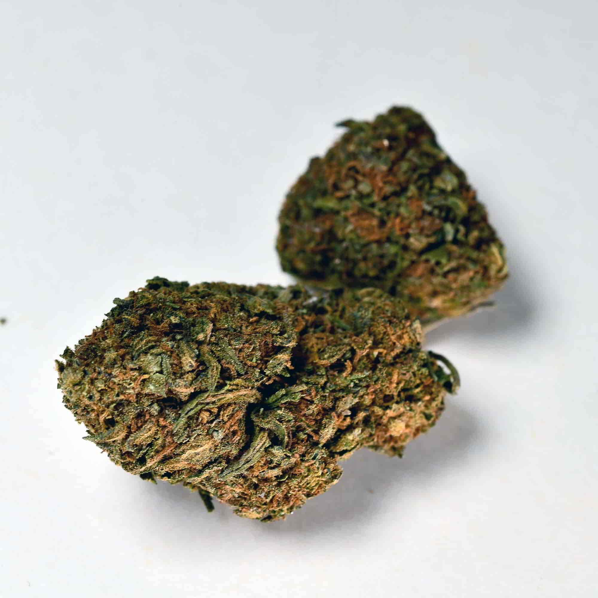 infiorescenza-legale-strawberry-m1-a-tutta-canapa