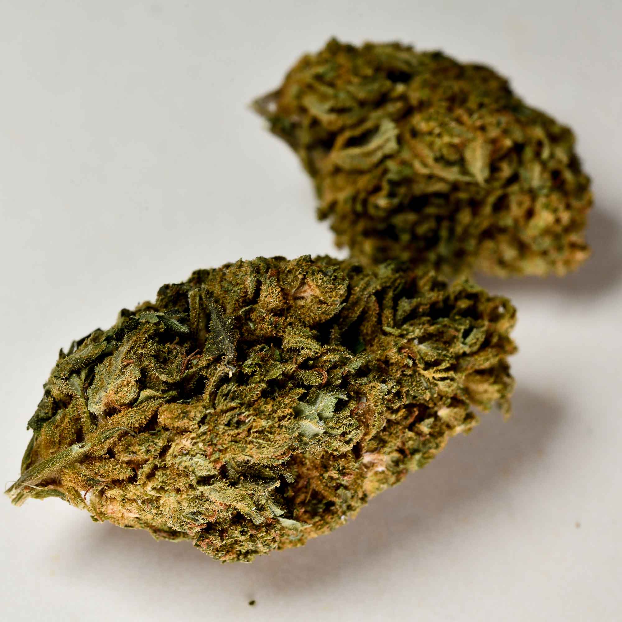 infiorescenza-legale-uk-cheese-a-tutta-canapa